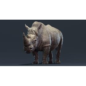 3D Rhino